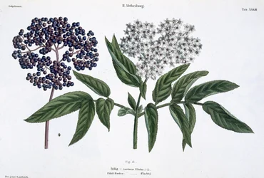 Elder, fig. 13 from 